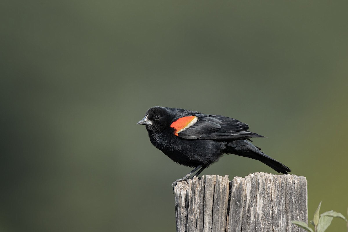 Red-winged Blackbird - ML399135681