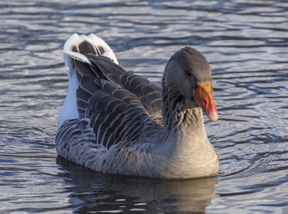 Graylag Goose (Domestic type) - Michael Richardson