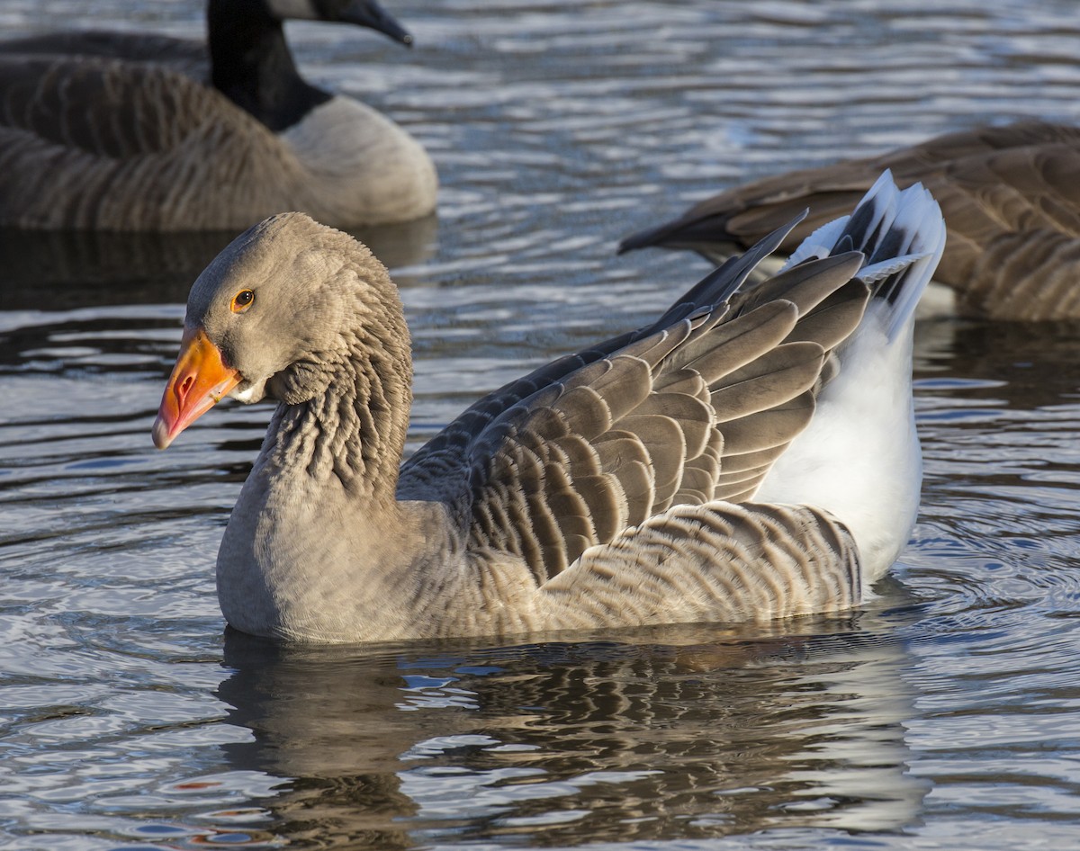 Graylag Goose (Domestic type) - Michael Richardson