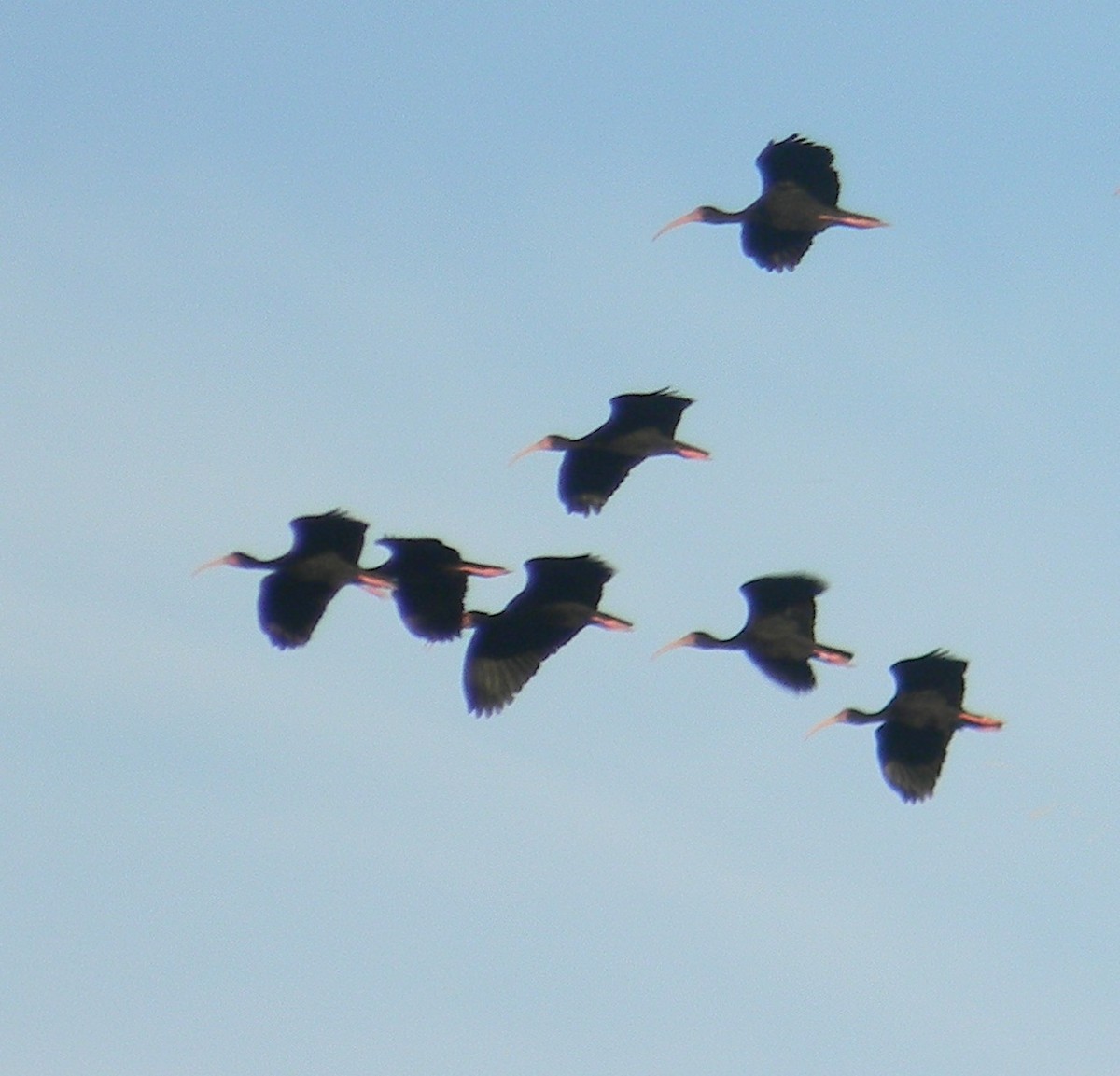 Bare-faced Ibis - ML399136001