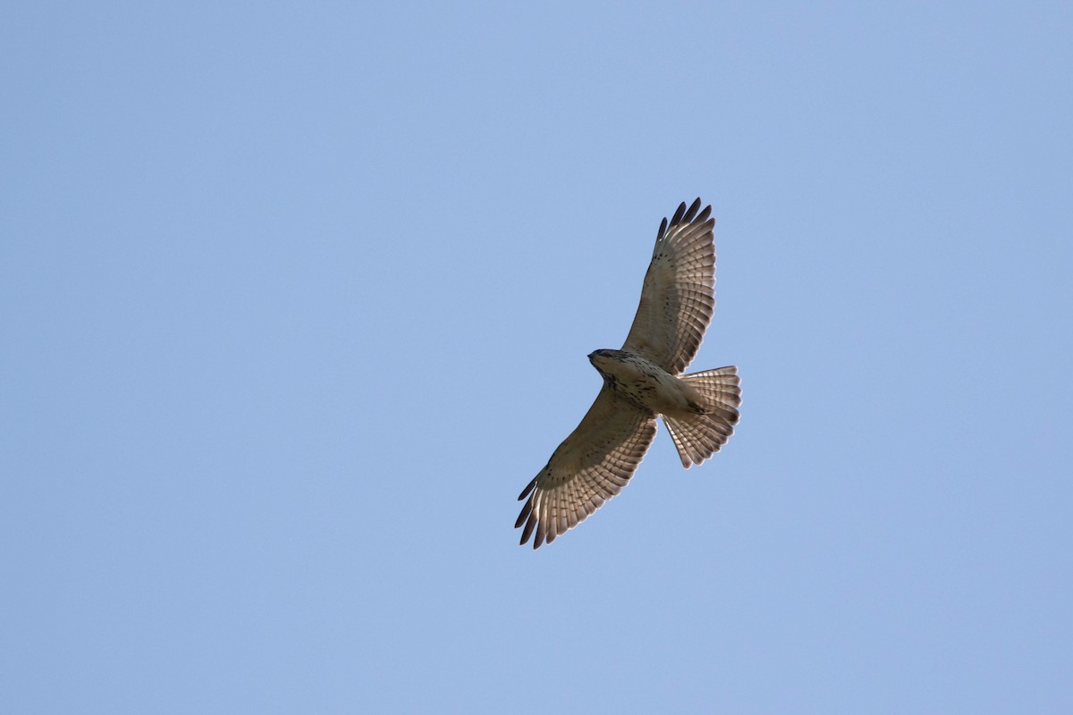 Broad-winged Hawk - ML399136631