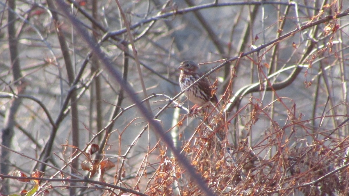 Fox Sparrow (Red) - ML399137851