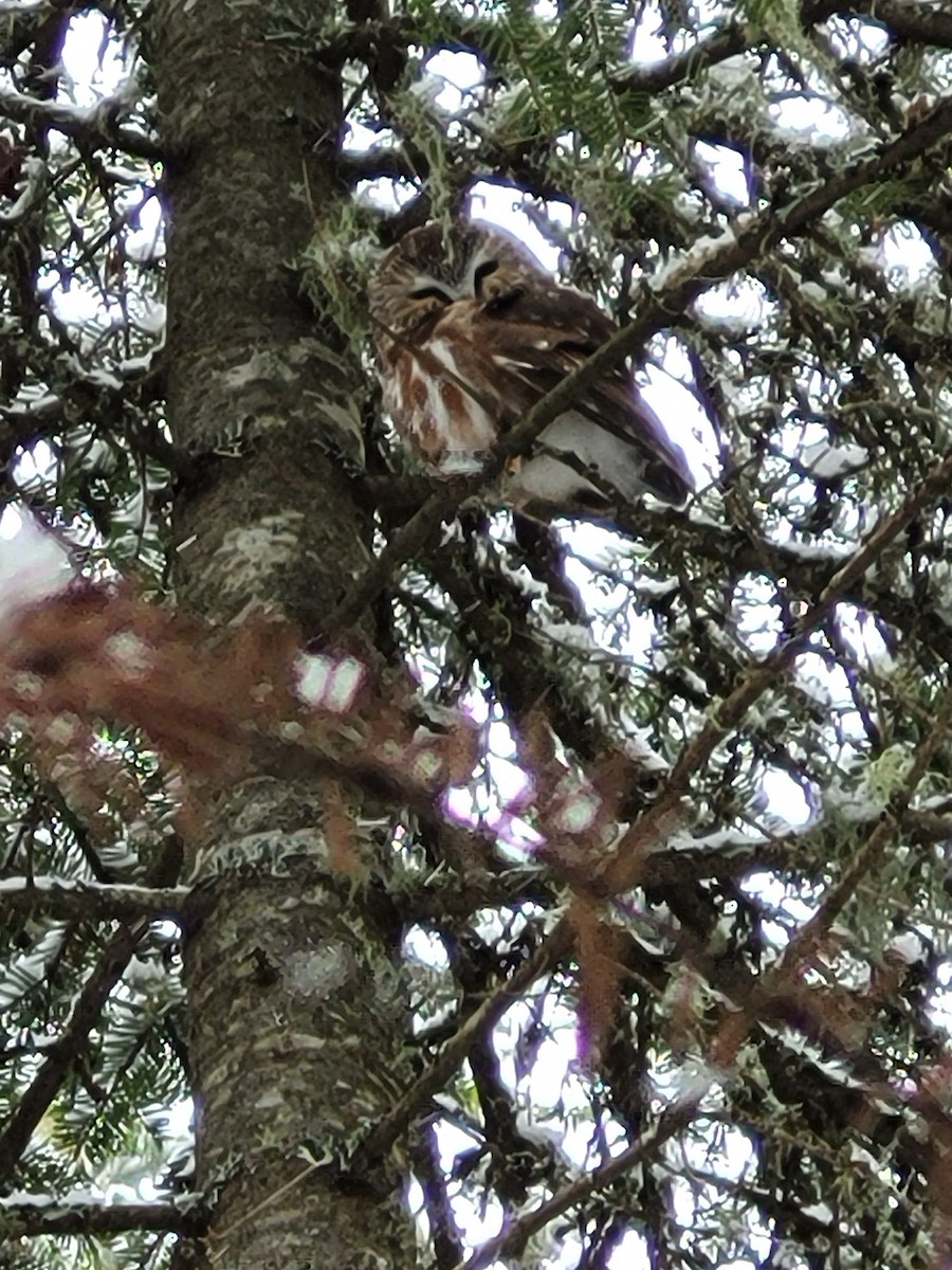 Northern Saw-whet Owl - ML399140401