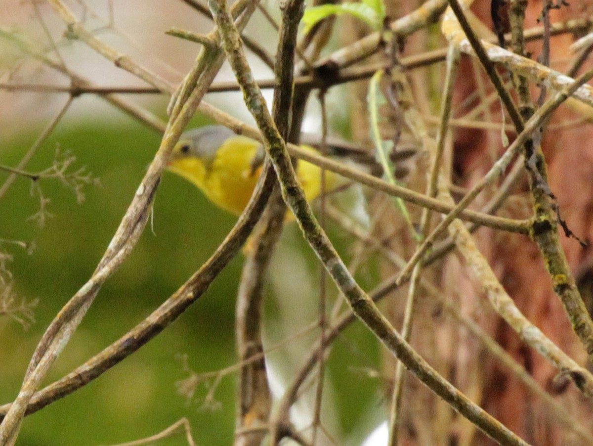 Canada Warbler - Doug Korver