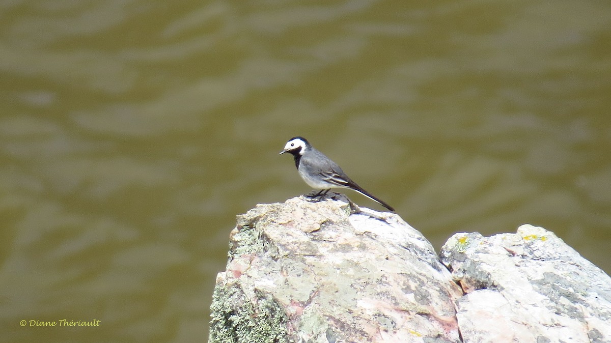 White Wagtail - ML39914181