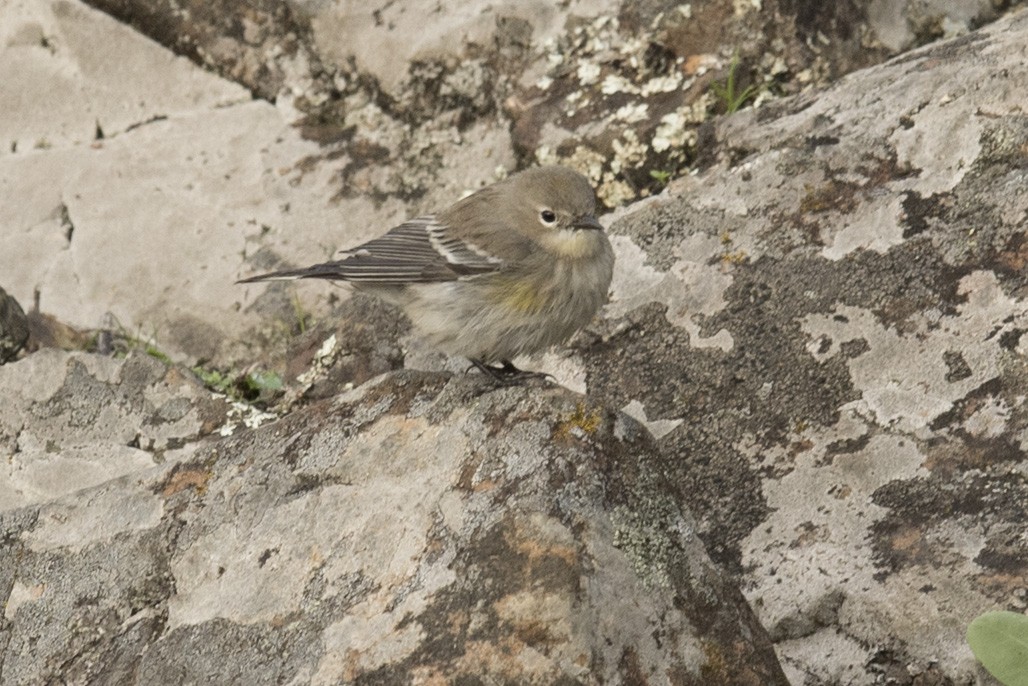 Yellow-rumped Warbler - Ken Langelier