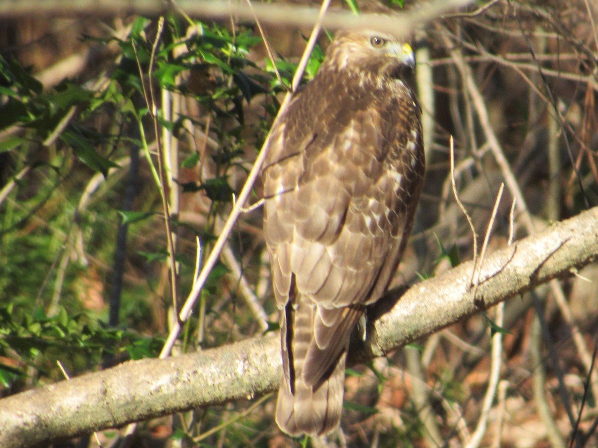 Rotschulterbussard - ML399143751