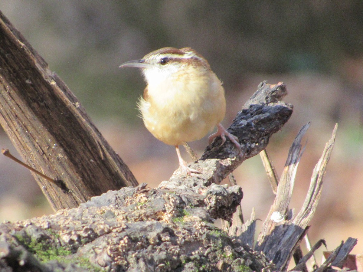 Carolina Wren - ML399143911