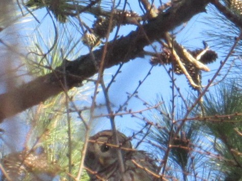 Barred Owl - ML399143941