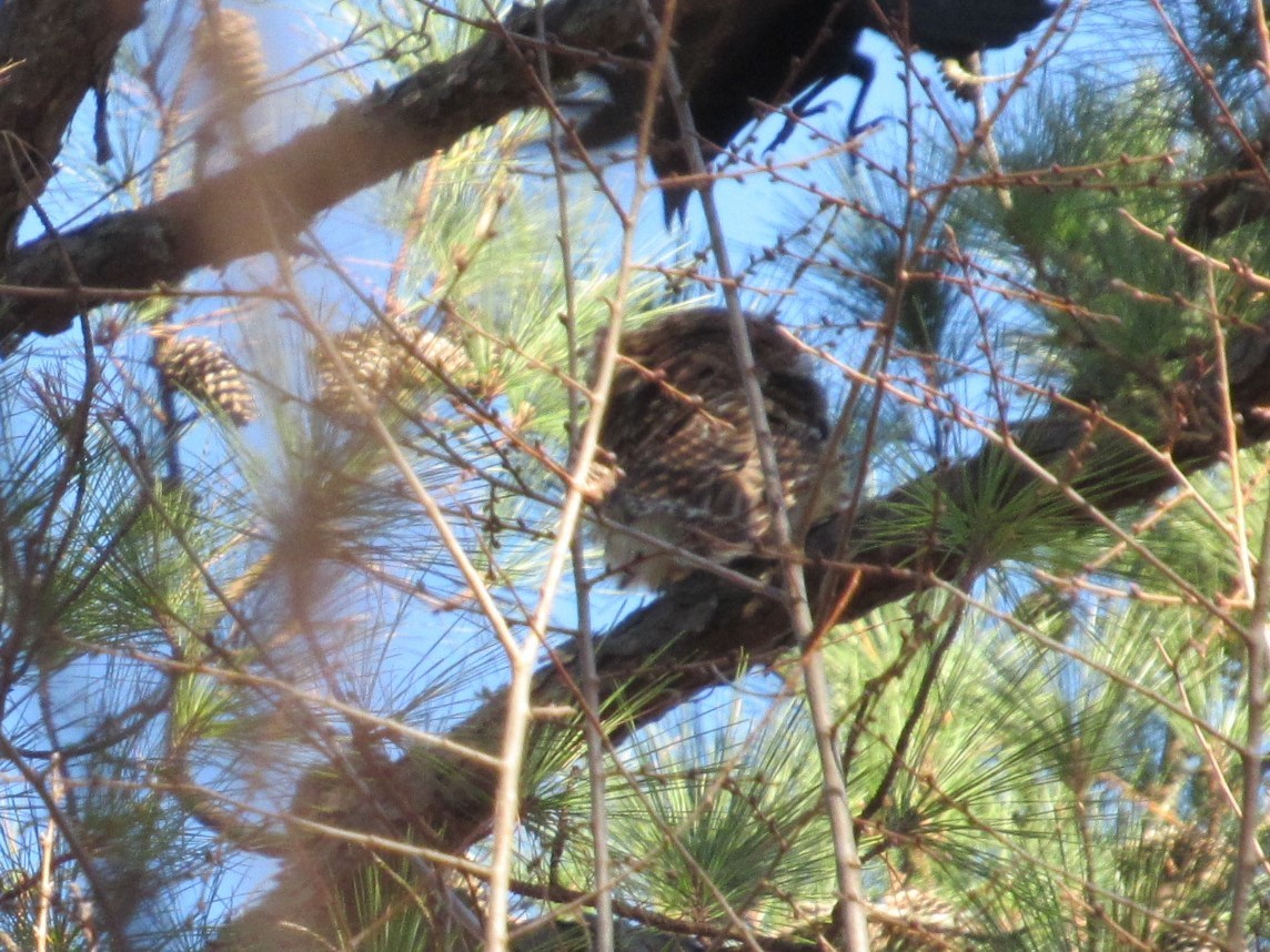 Barred Owl - Loren Hintz