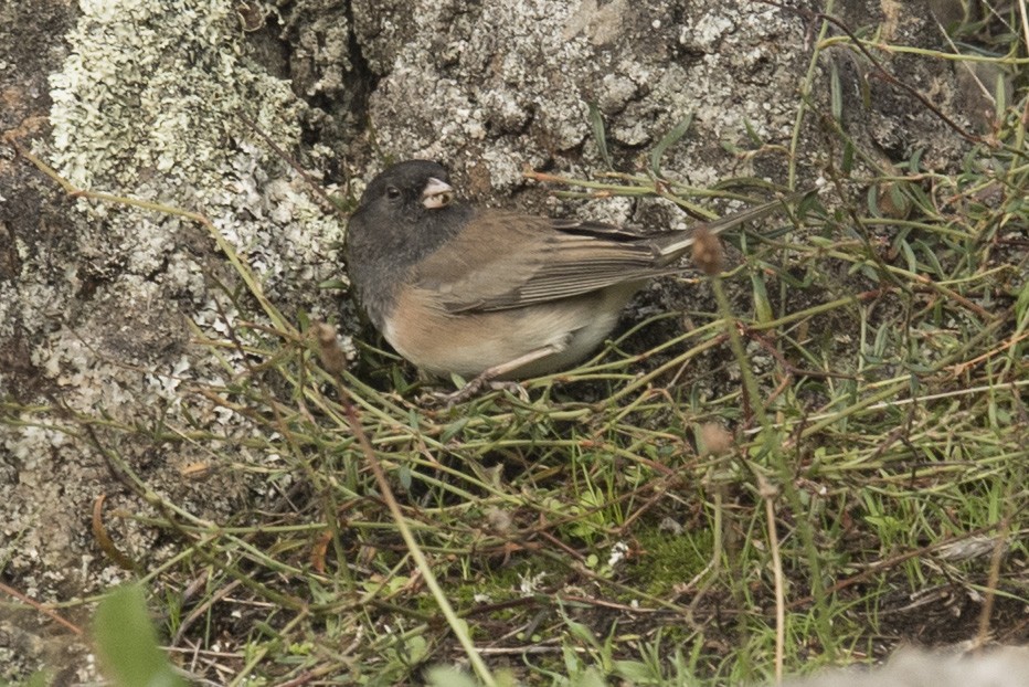 Junco ardoisé - ML39914421