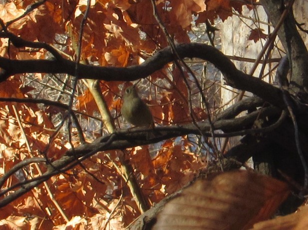 Ruby-crowned Kinglet - Loren Hintz