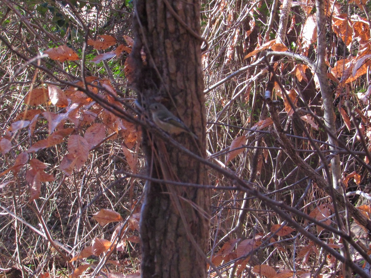 Ruby-crowned Kinglet - Loren Hintz