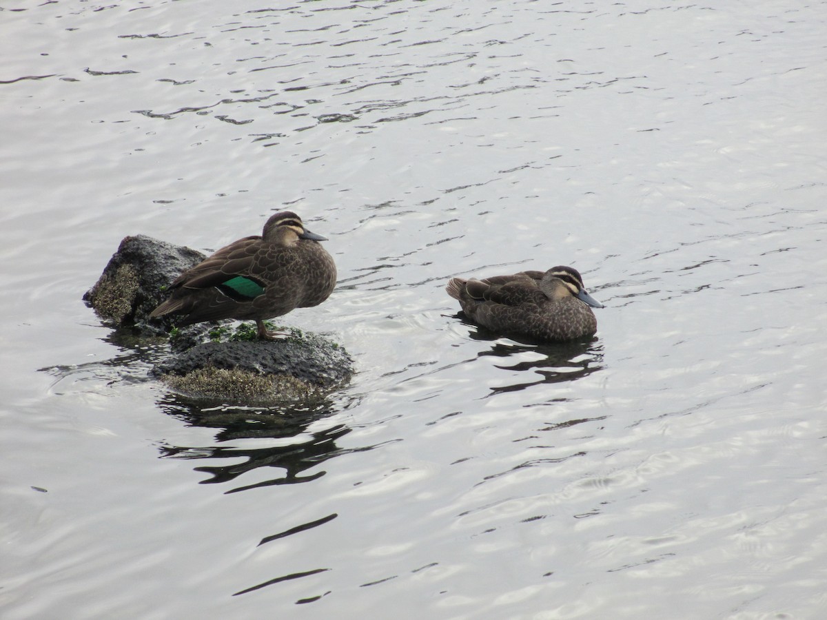 Pacific Black Duck - ML399146301