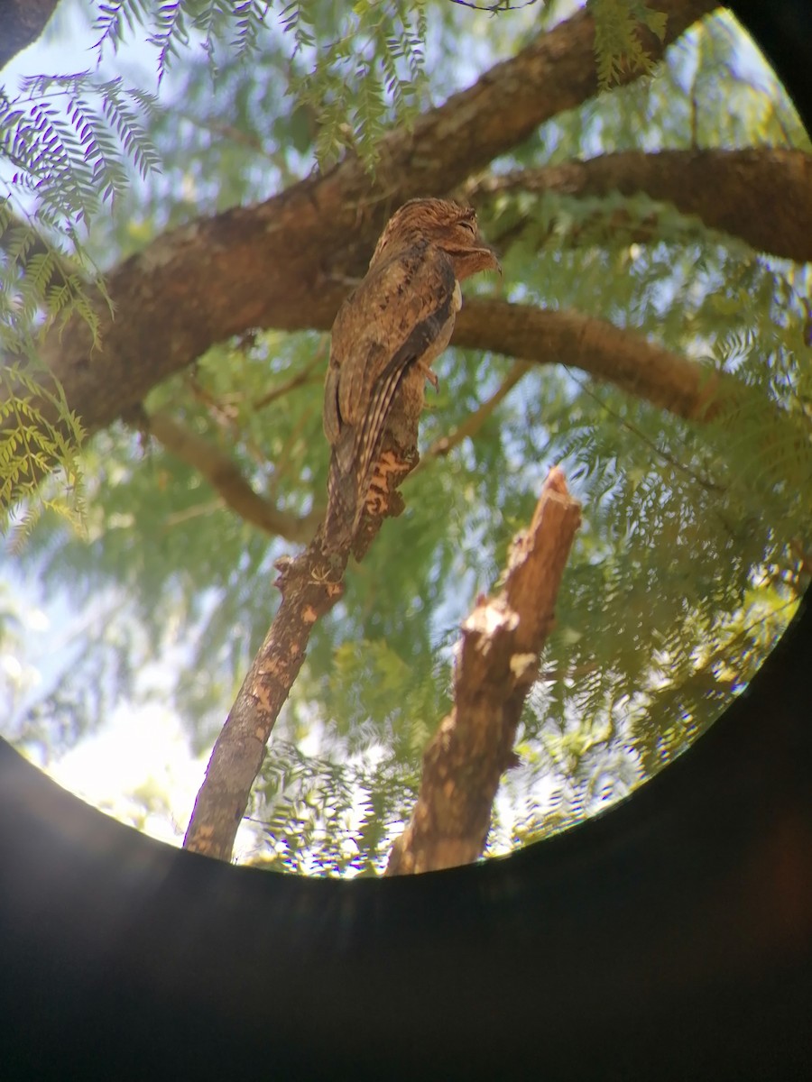 Common Potoo - ML399147181