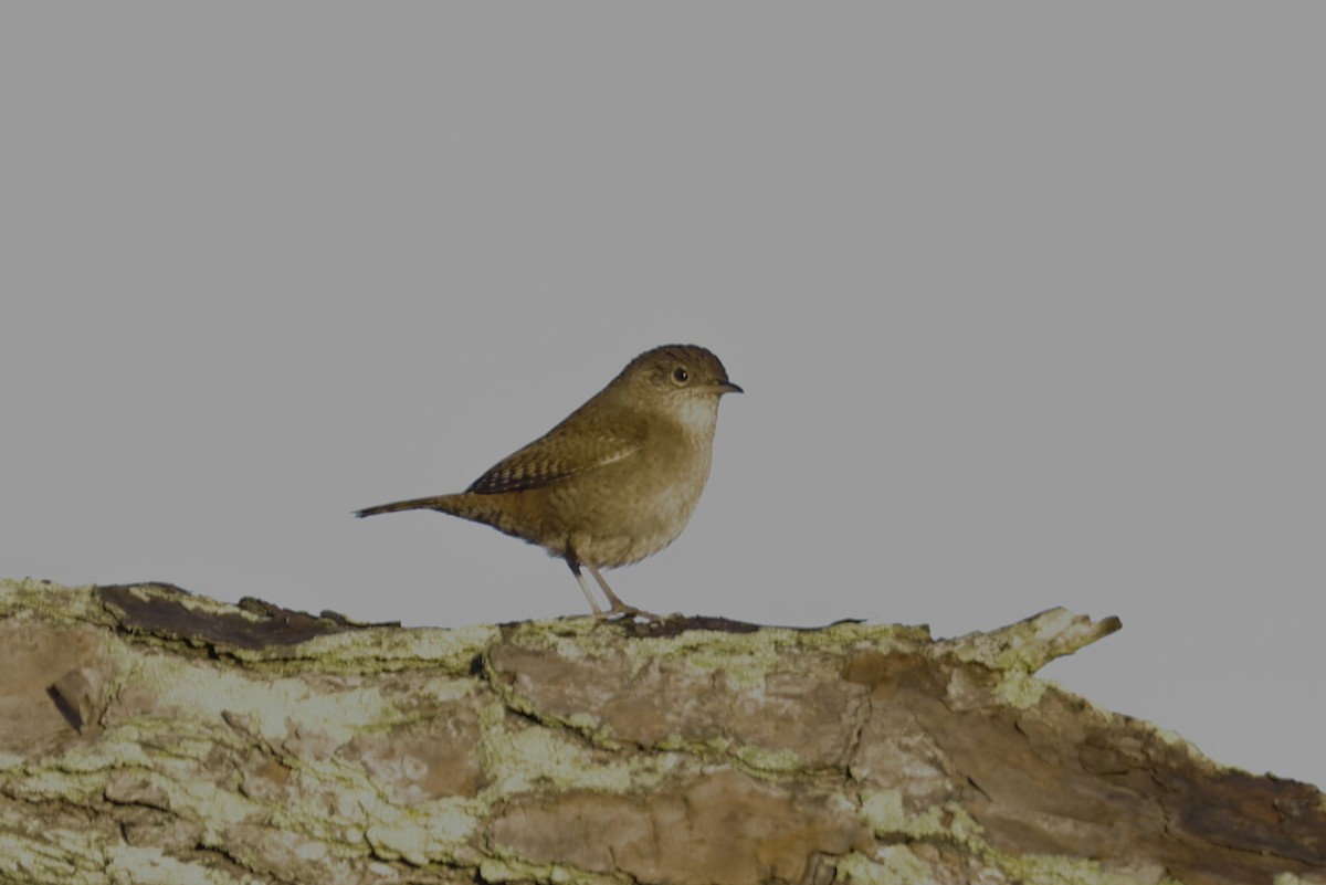 Hauszaunkönig - ML399147331