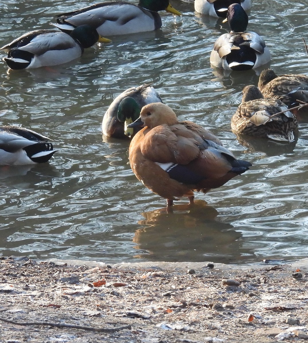 Egyptian Goose x Ruddy Shelduck (hybrid) - ML399147411