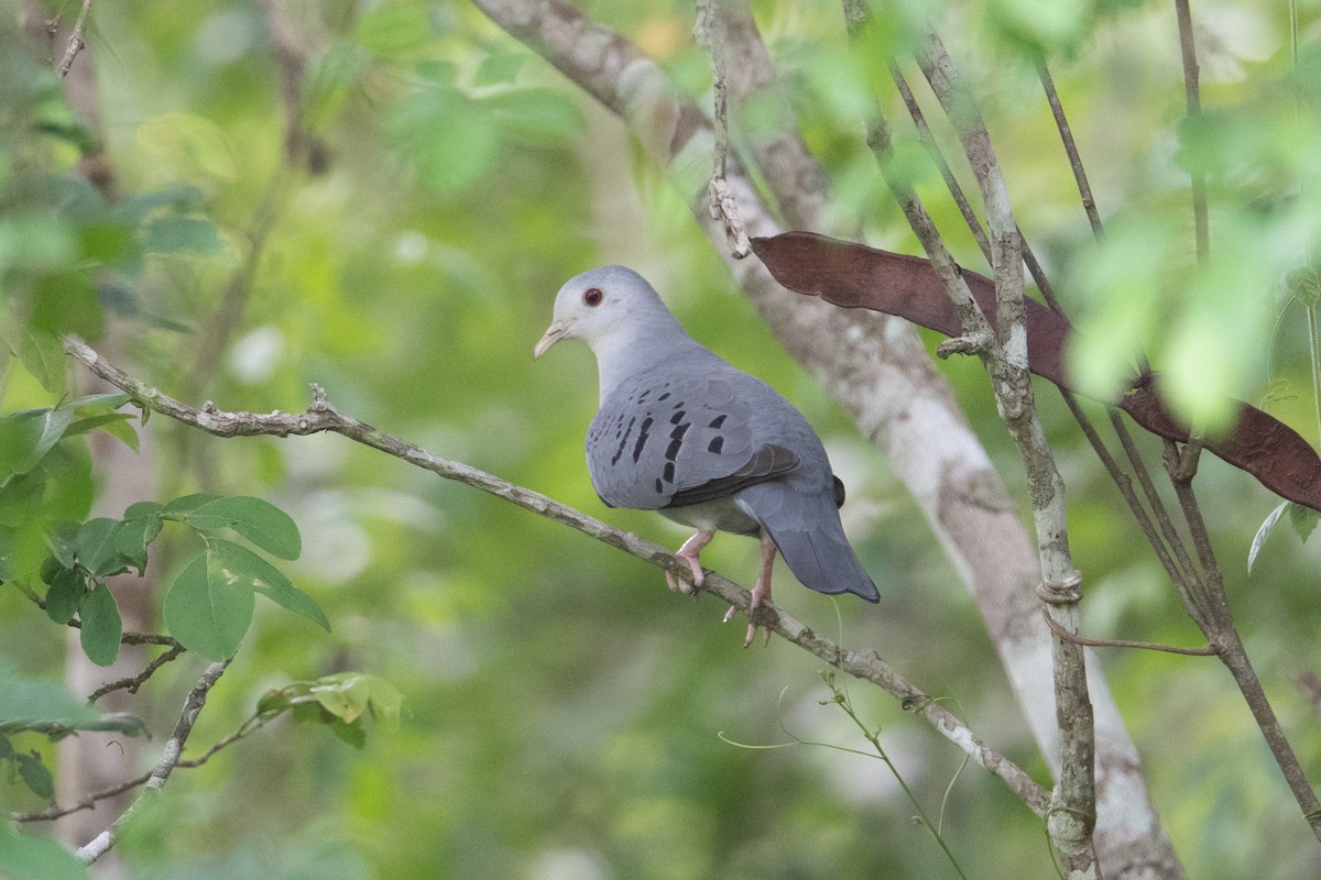 Blue Ground Dove - ML399147911