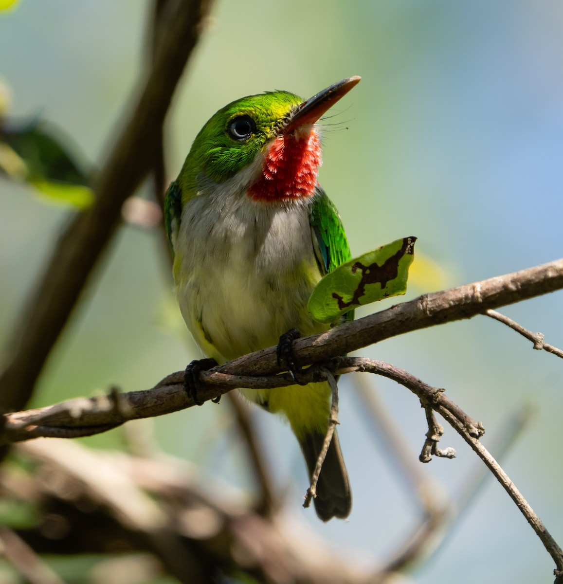 Puerto Rican Tody - ML399150881