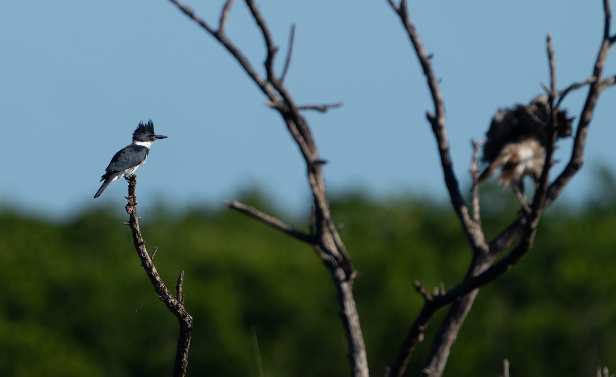 Belted Kingfisher - ML399150941