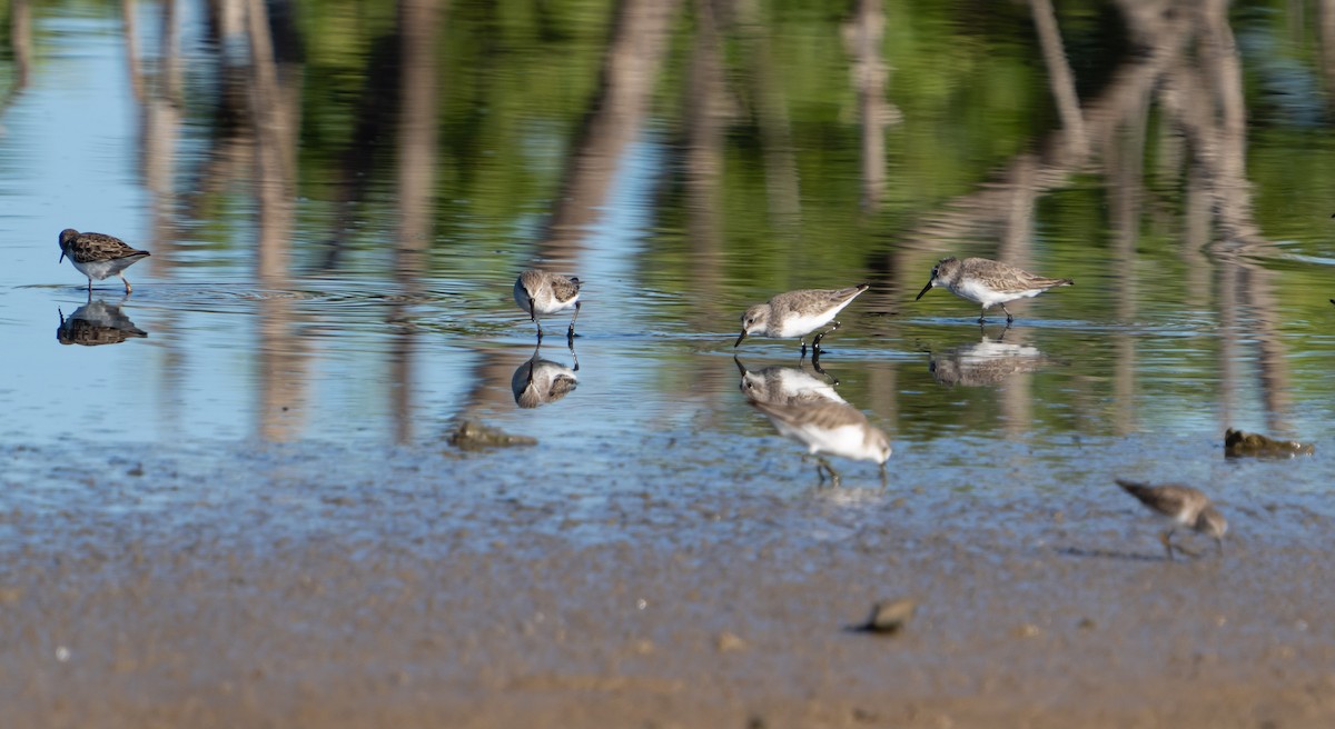 Semipalmated Sandpiper - ML399151011