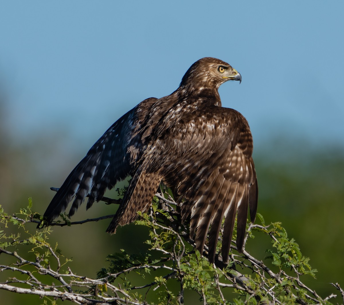 Red-tailed Hawk - ML399151111