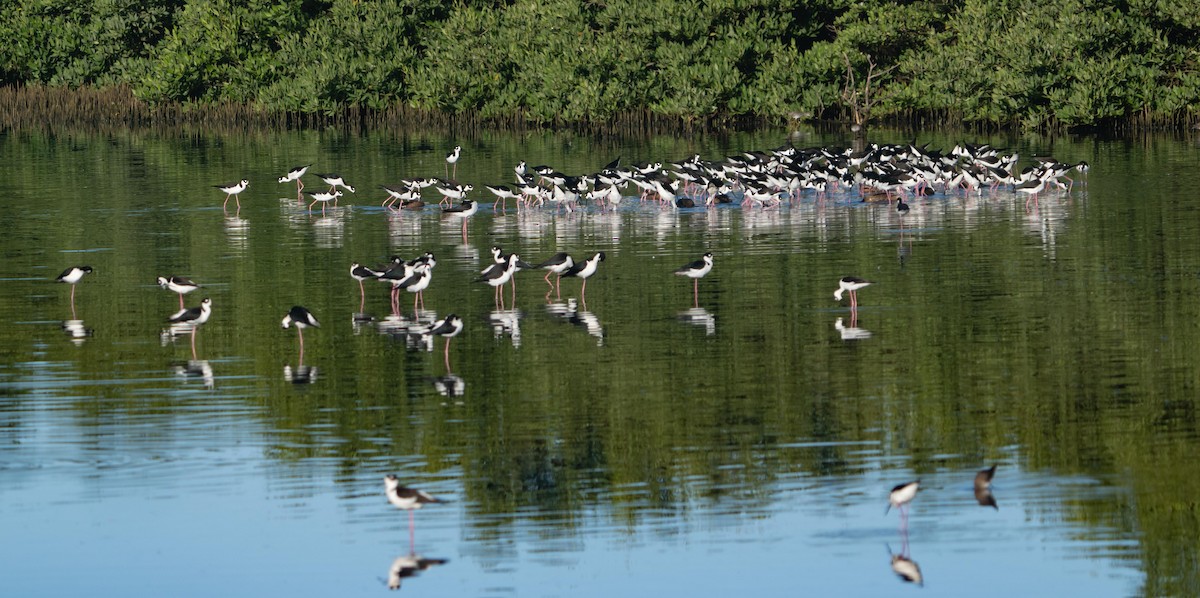 Black-necked Stilt - ML399151361