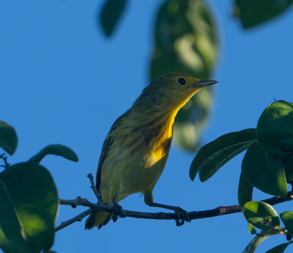 Yellow Warbler - jose santiago