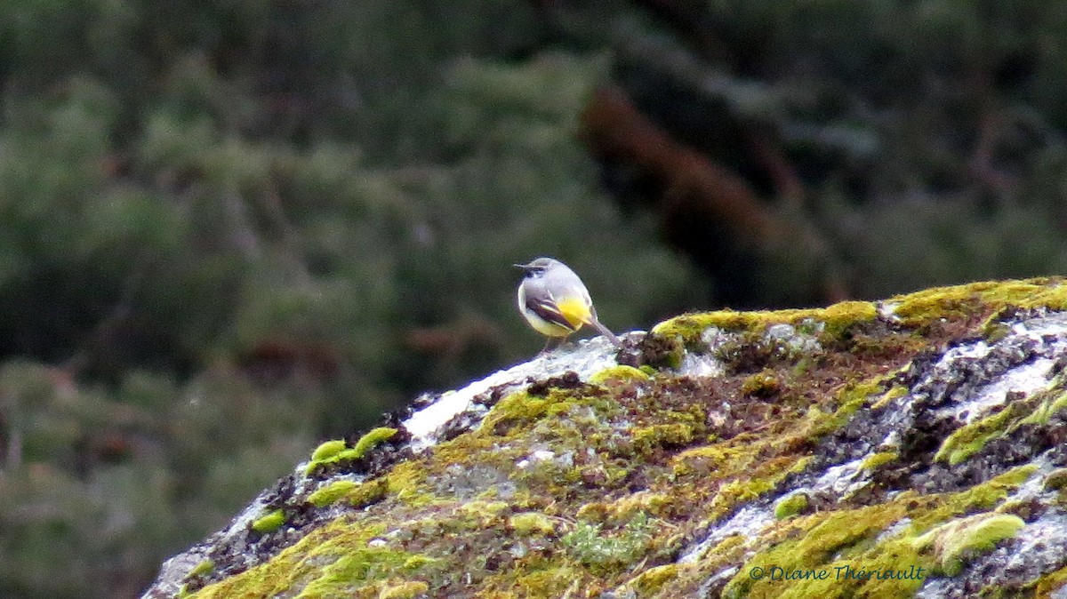 Gray Wagtail - ML39915181