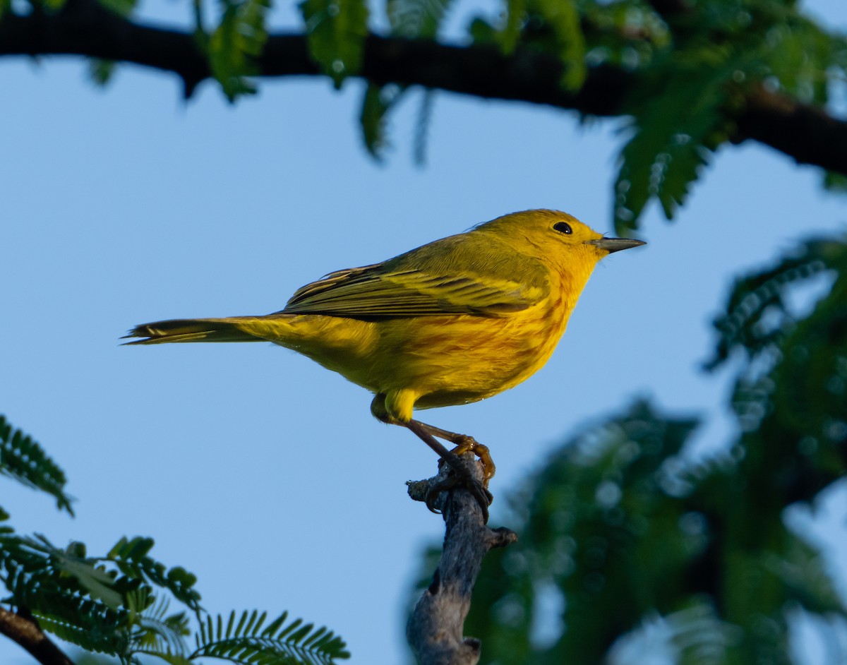 Yellow Warbler - jose santiago