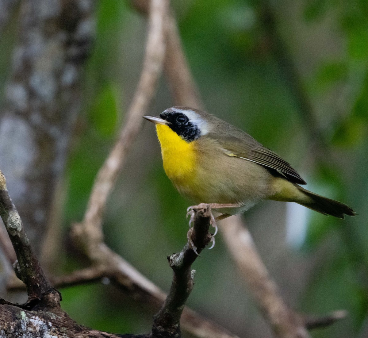 Common Yellowthroat - ML399151911