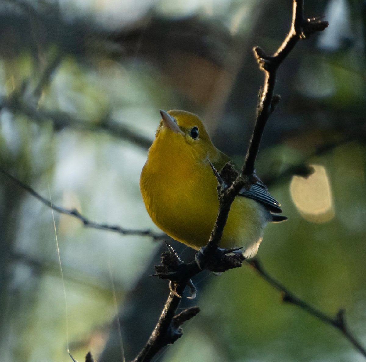 Prothonotary Warbler - jose santiago