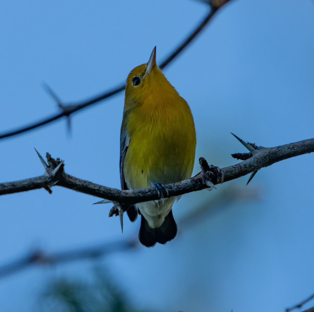 Prothonotary Warbler - jose santiago