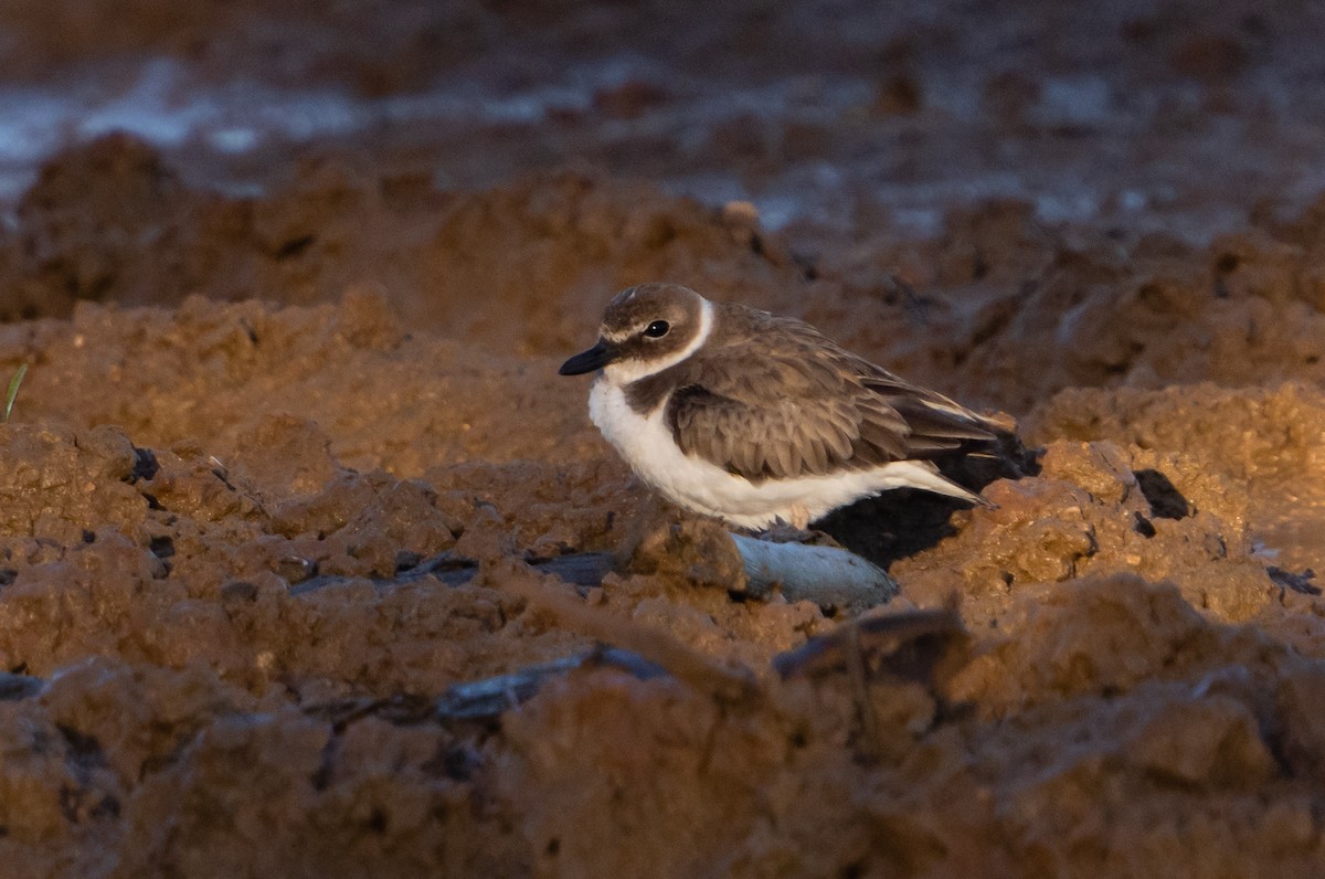 Wilson's Plover - ML399152241