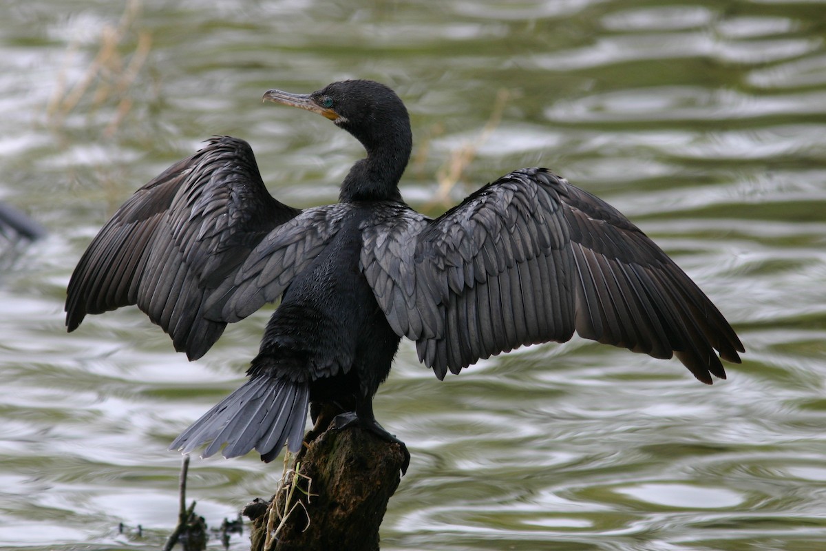 Neotropic Cormorant - ML399154331