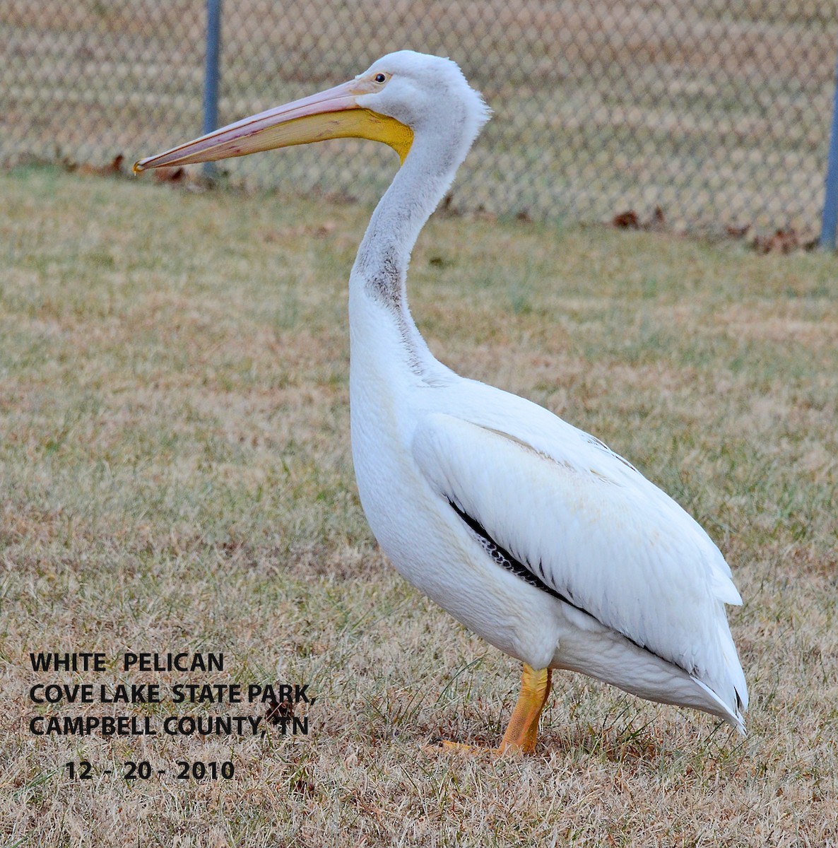 American White Pelican - ML39915481