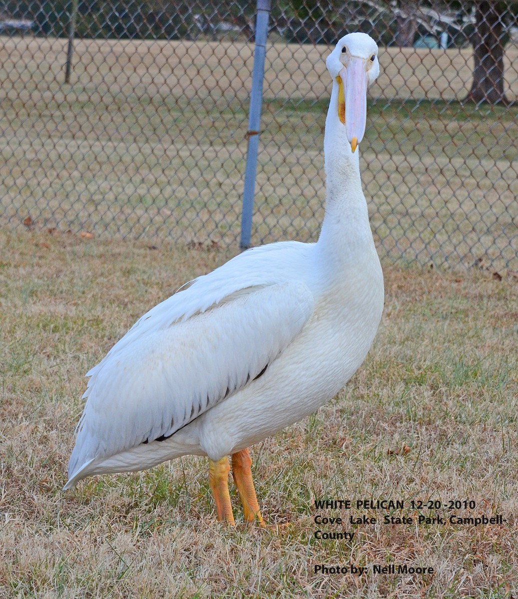 American White Pelican - ML39915541