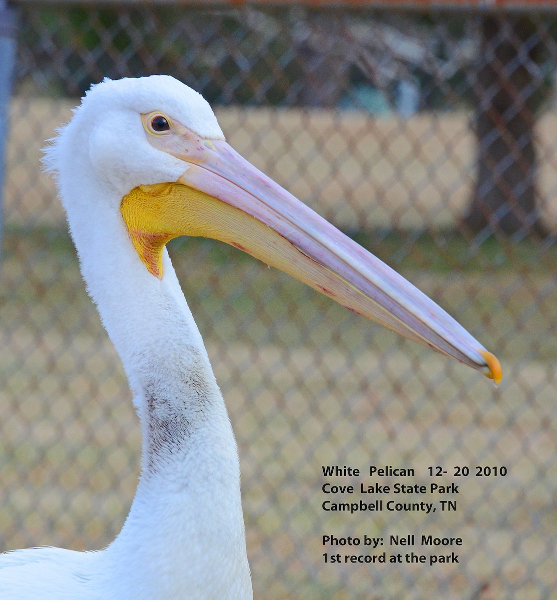 American White Pelican - ML39915581