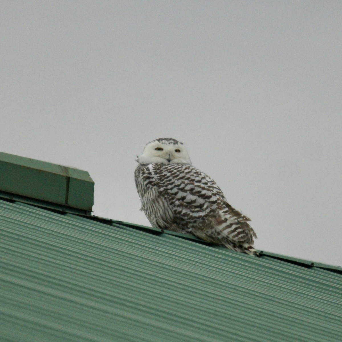 Snowy Owl - Leah Dodd