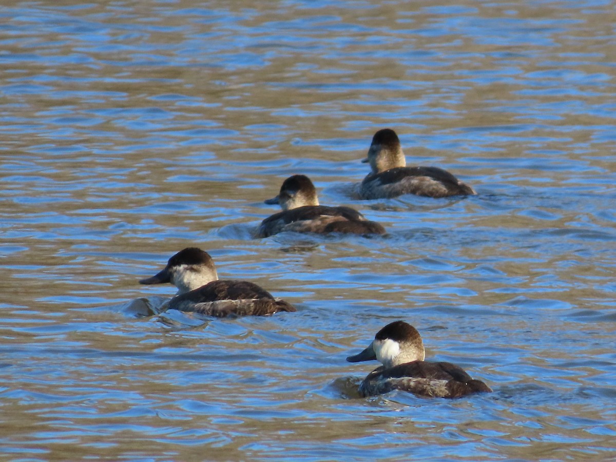 Ruddy Duck - ML399158621