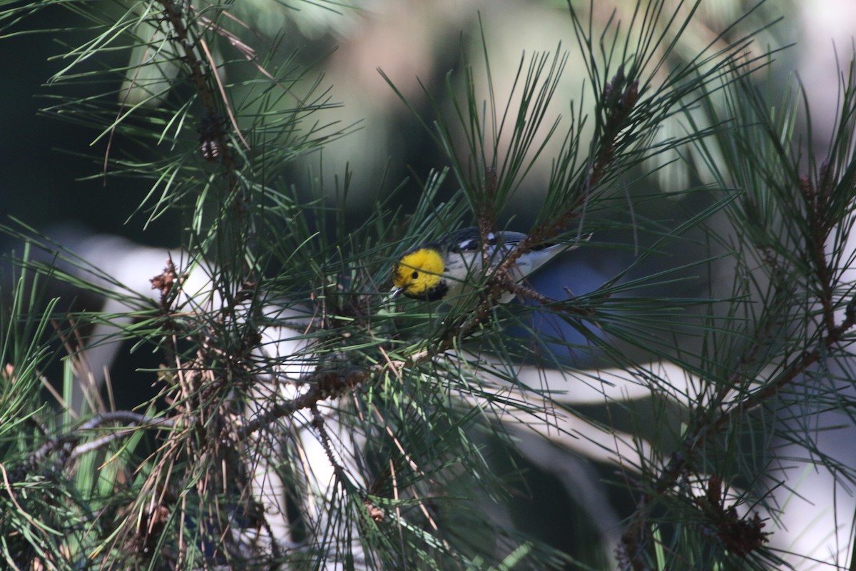 Hermit Warbler - ML399158661
