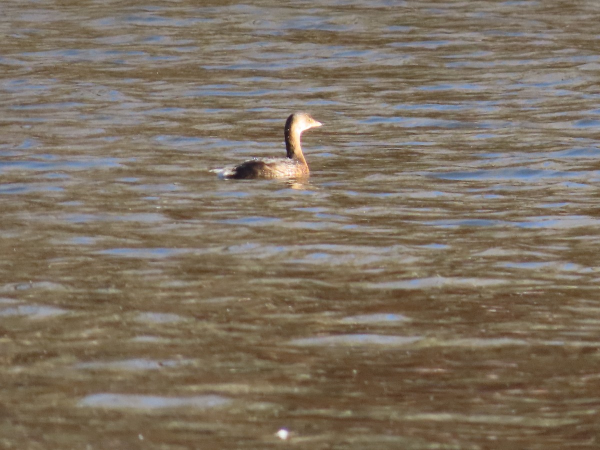 Pied-billed Grebe - ML399158821
