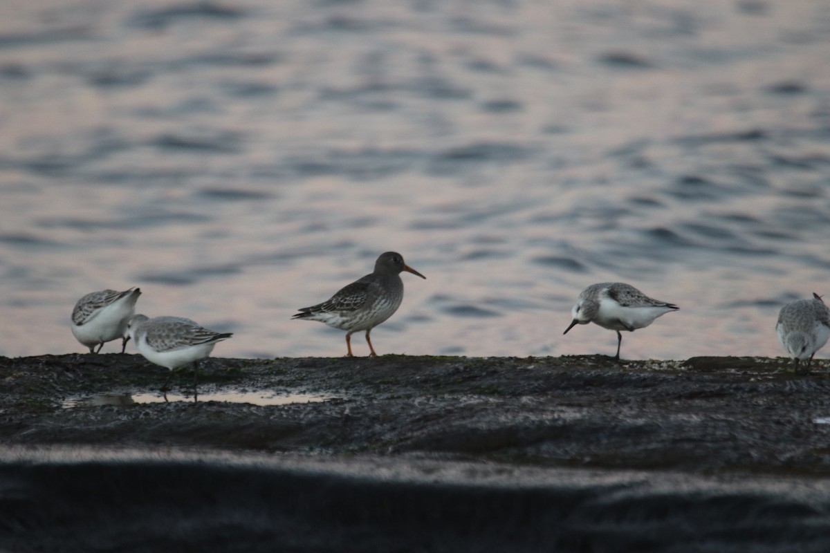 Purple Sandpiper - Ken McKenna