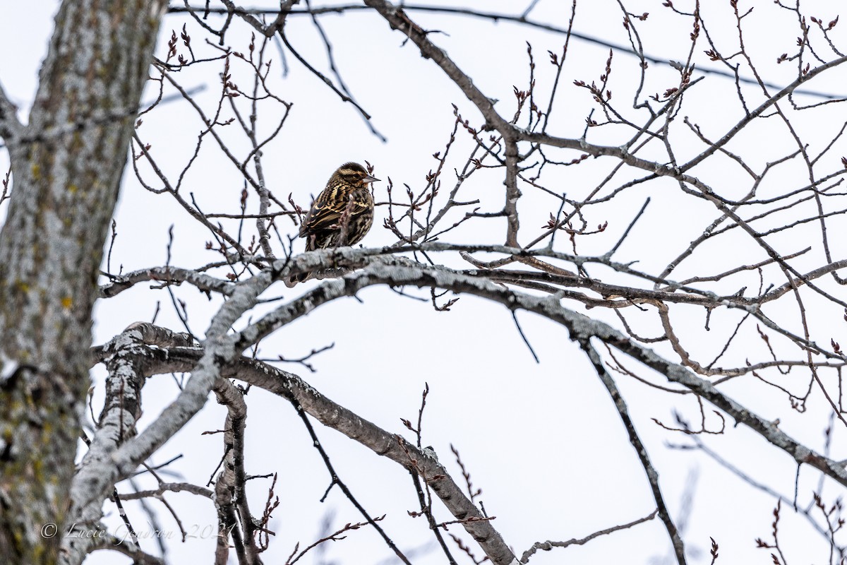 Red-winged Blackbird - Lucie Gendron