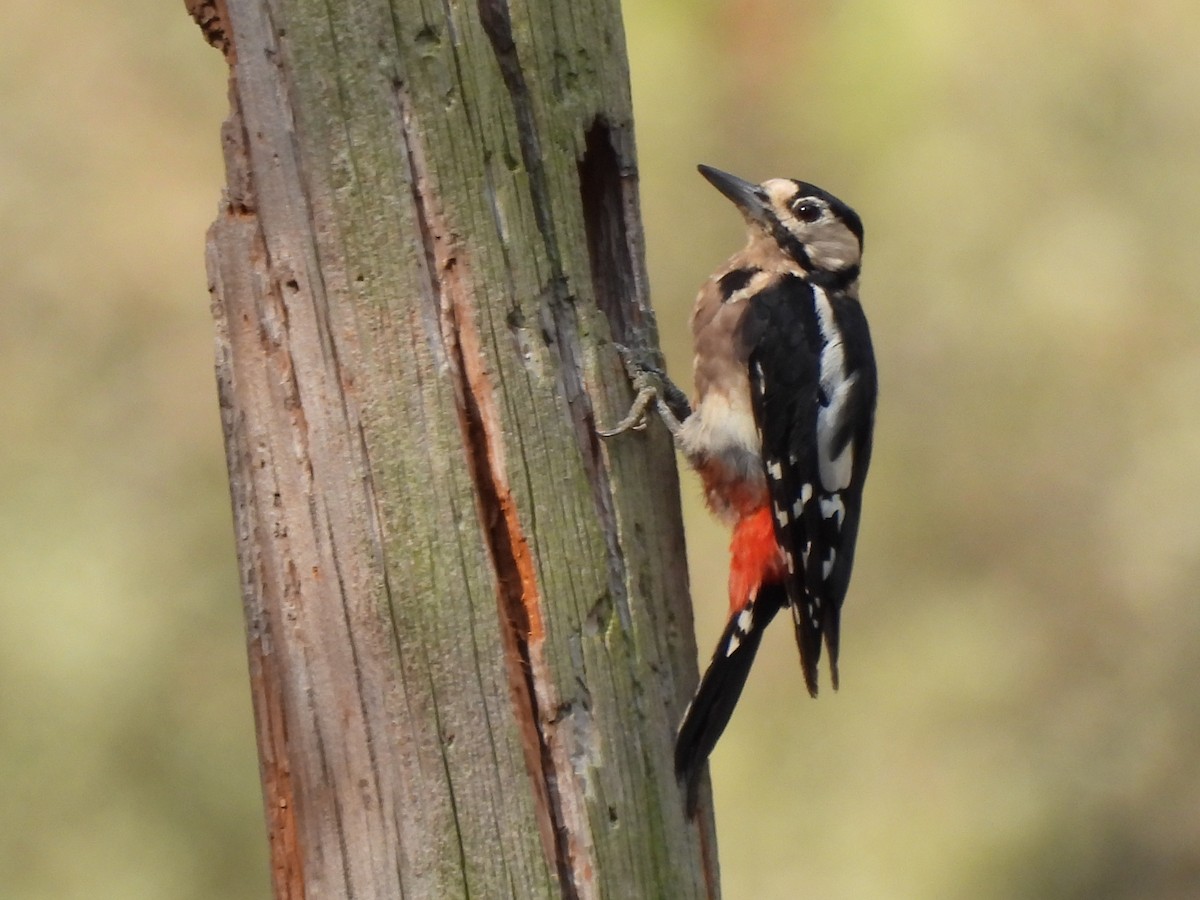 Great Spotted Woodpecker - ML399162861