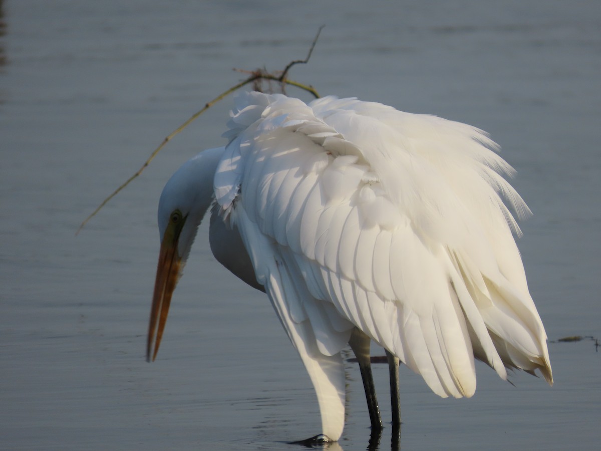 Great Egret - Emily-Kate Hunter