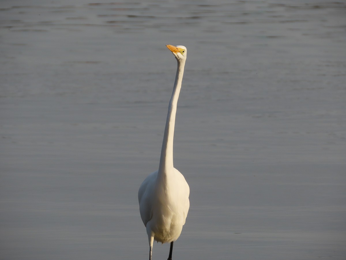 Great Egret - ML399163361