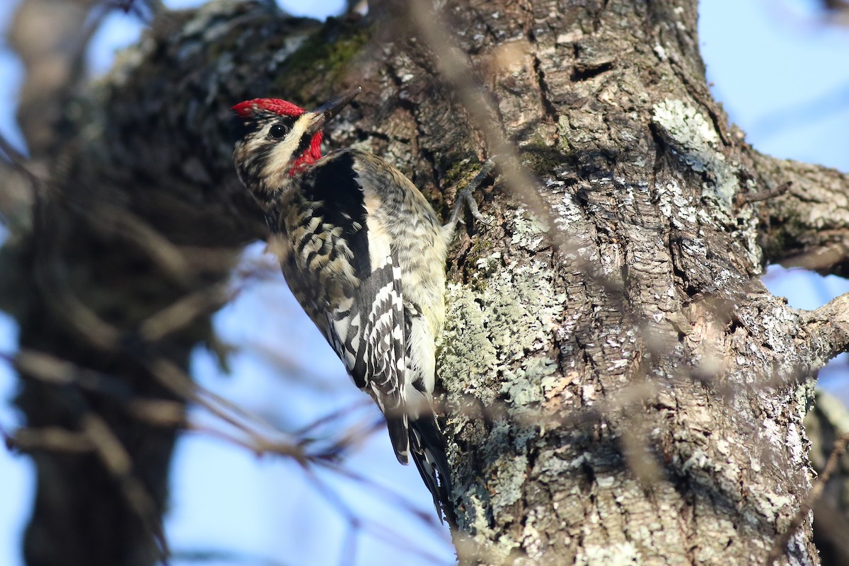 Yellow-bellied Sapsucker - ML399163581