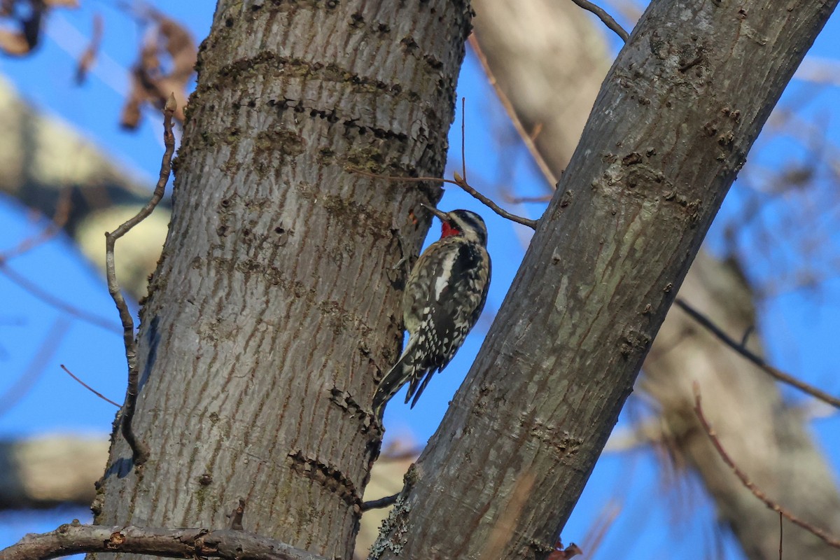 Yellow-bellied Sapsucker - ML399164051