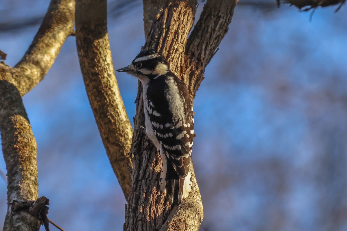 Downy Woodpecker - ML399164101